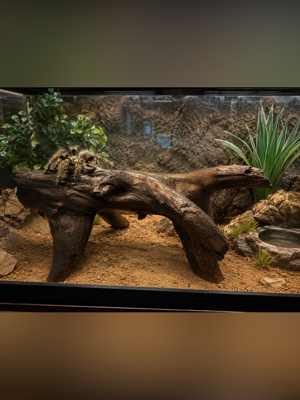 Natural Driftwood – Approx. 18–19 Inches – Perfect for Aquariums, Terrariums & R